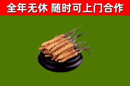合作回收冬虫夏草